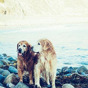 Two Dogs